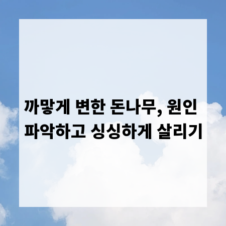 까맣게 변한 돈나무, 원인 파악하고 싱싱하게 살리기